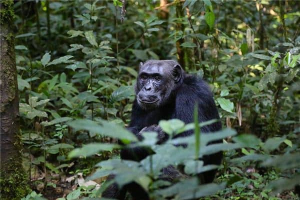 梦见猿人是什么意思 梦见猿人是什么意思