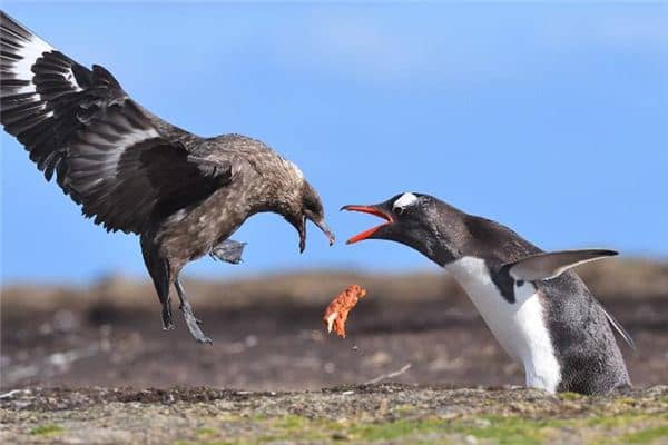 梦见篡夺者是什么意思 梦见篡夺者是什么意思