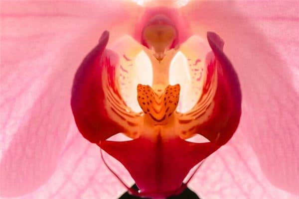 梦见生殖器是什么意思 梦见生殖器是什么意思