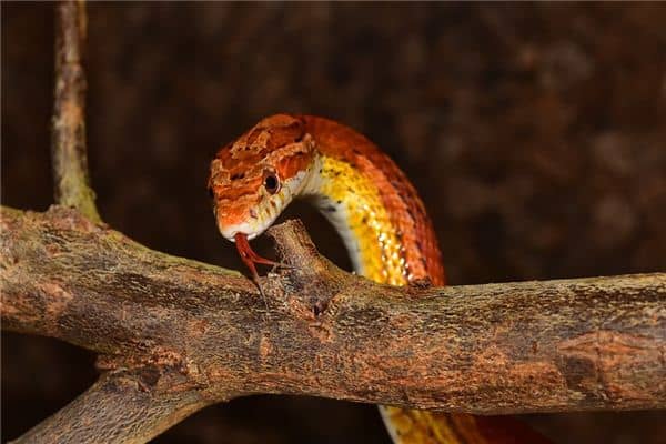 梦见别人杀蛇是什么意思 梦见别人杀蛇是什么意思