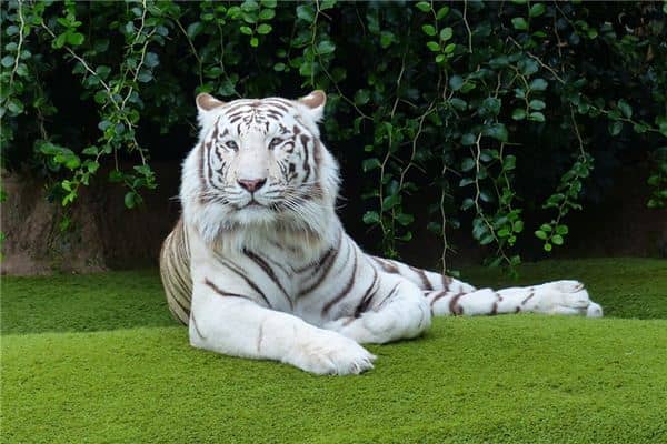 梦见老虎追我是什么意思 梦见老虎追我是什么意思