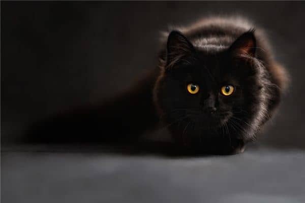 梦见猫咬我是什么意思 梦见猫咬我是什么意思