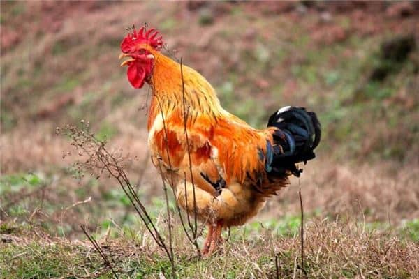 梦见打鸣是什么意思 梦见打鸣是什么意思