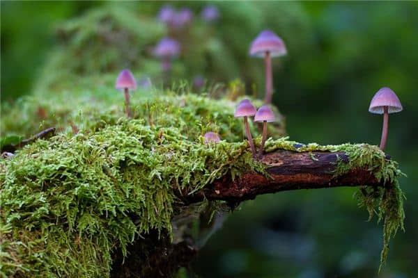 梦见年龄是什么意思 梦见年龄是什么意思