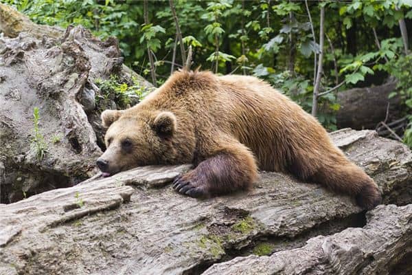 梦见懒惰是什么意思 梦见懒惰是什么意思