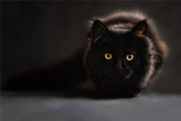 梦见猫咬自己是什么意思 梦见猫咬自己是什么意思