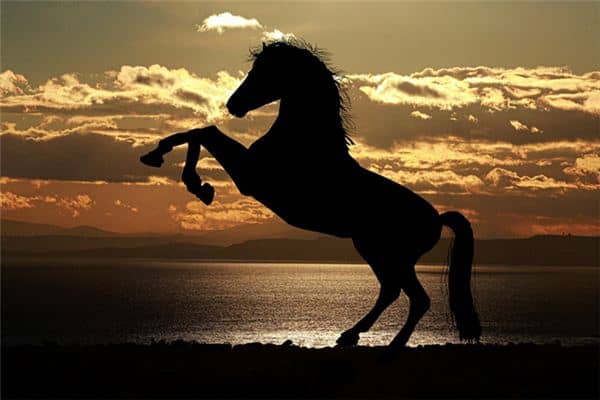 梦见一匹大马是什么意思 梦见一匹大马是什么意思