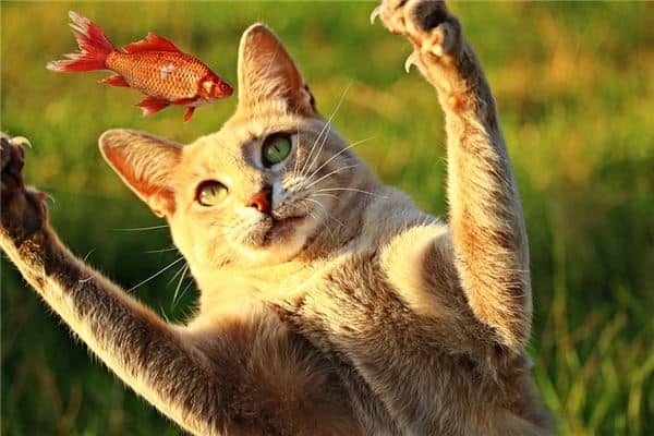 梦见打猎是什么意思 梦见打猎是什么意思