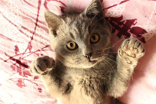 梦见自首是什么意思 梦见自首是什么意思