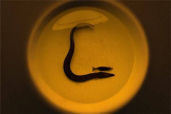 梦见吃泥鳅是什么意思 梦见吃泥鳅是什么意思