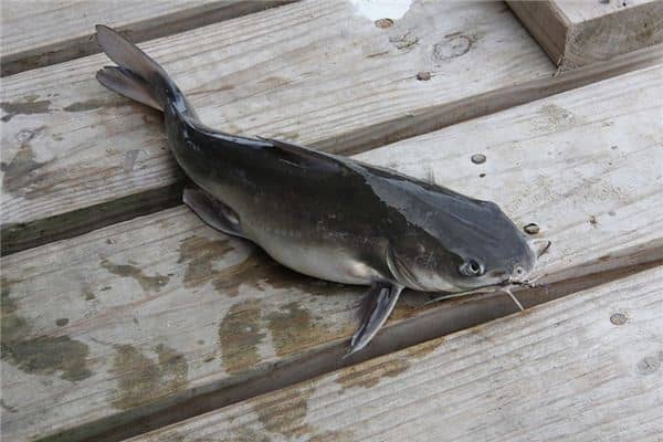 梦见吃鲶鱼是什么意思 梦见吃鲶鱼是什么意思