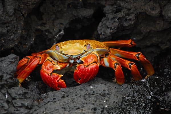 梦见抓螃蟹是什么意思 梦见抓螃蟹是什么意思