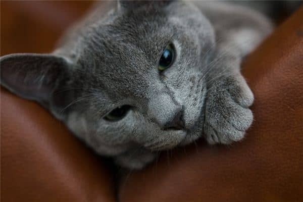 梦见被猫挠是什么意思 梦见被猫挠是什么意思