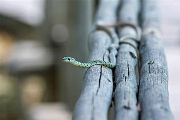 梦见蛇在咬人是什么意思 梦见蛇在咬人是什么意思