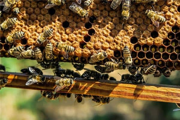 梦见捅马蜂窝是什么意思 梦见捅马蜂窝是什么意思