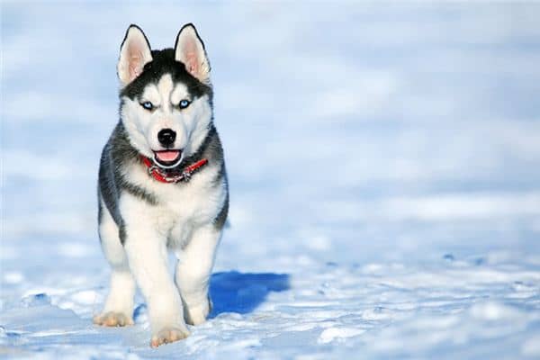 梦见被狗咬手 梦见被狗咬手