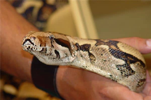 梦见蟒蛇缠身是什么意思 梦见蟒蛇缠身是什么意思