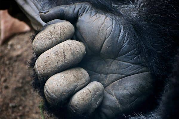 梦见手上长毛是什么意思 梦见手上长毛是什么意思