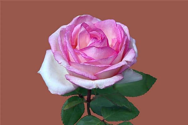 梦见品德是怎么回事 梦见品德是怎么回事