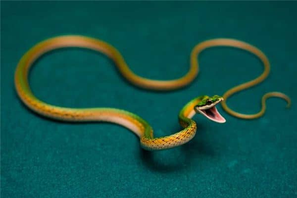 梦见被蛇咬伤是什么意思 梦见被蛇咬伤是什么意思