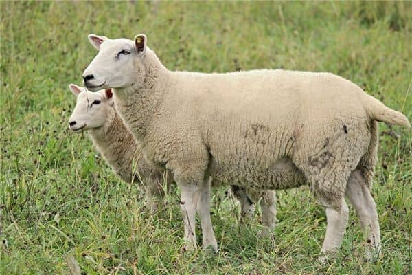 梦见羊皮是什么意思 梦见羊皮是什么意思