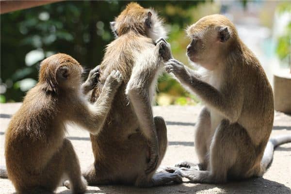 梦见搔痒是什么意思 梦见搔痒是什么意思