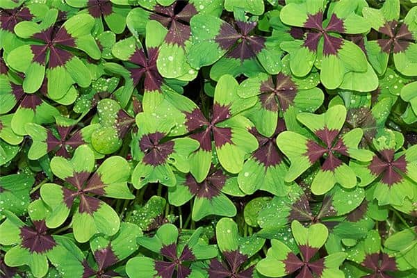 梦见幸运的事是什么意思 梦见幸运的事是什么意思