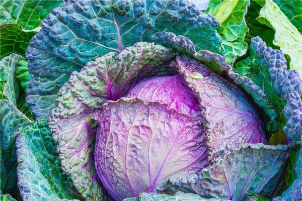 梦见洗白菜是什么意思 梦见洗白菜是什么意思