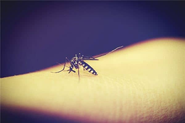 梦见被虫咬是什么意思 梦见被虫咬是什么意思