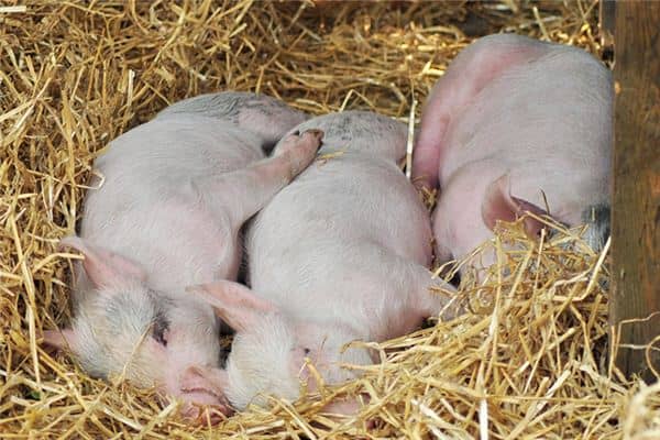 梦见猪圈着火是什么意思 梦见猪圈着火是什么意思