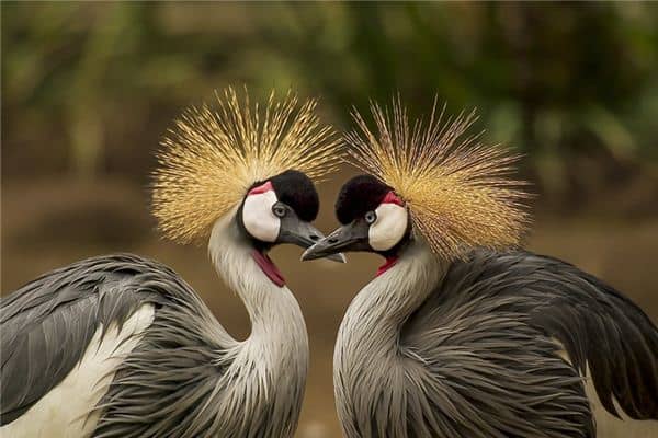 梦见骄傲是什么意思 梦见骄傲是什么意思