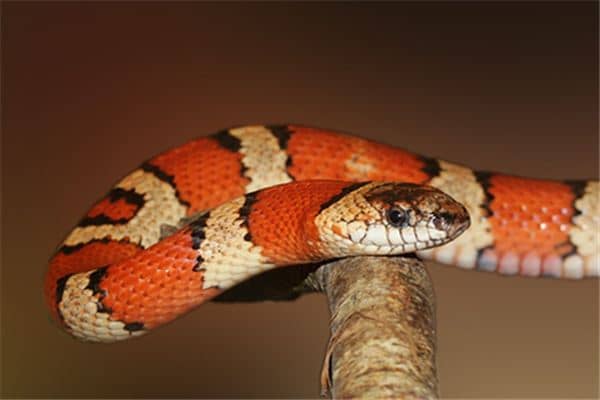 梦见打蛇不死是什么意思 梦见打蛇不死是什么意思