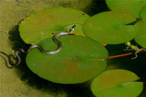 梦见吃蛇胆是什么意思 梦见吃蛇胆是什么意思