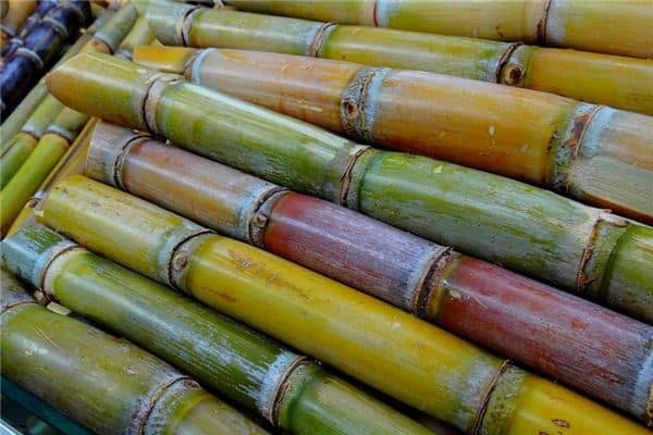 梦见吃甘蔗是什么意思 梦见吃甘蔗是什么意思