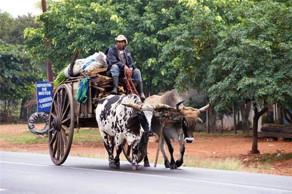 梦见坐牛车是什么意思 梦见坐牛车是什么意思