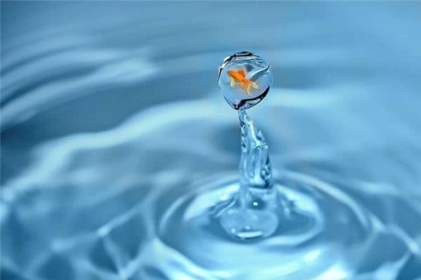 梦见天上掉鱼是什么意思 梦见天上掉鱼是什么意思