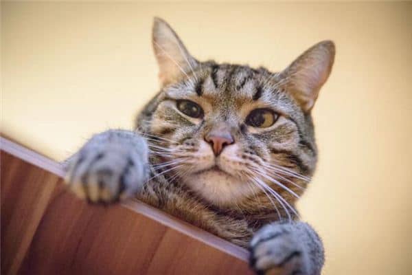 梦见慌张是什么意思 梦见慌张是什么意思