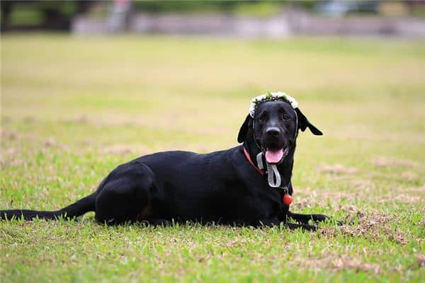 梦见被黑狗咬是什么意思 梦见被黑狗咬是什么意思