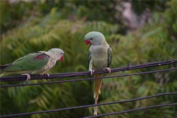 梦见辱骂是什么意思 梦见辱骂是什么意思