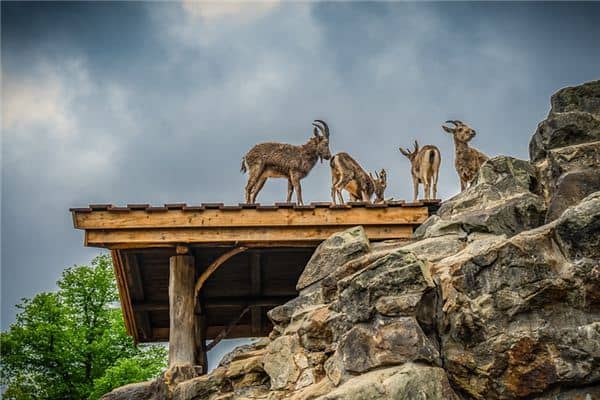 梦见上房是什么意思 梦见上房是什么意思