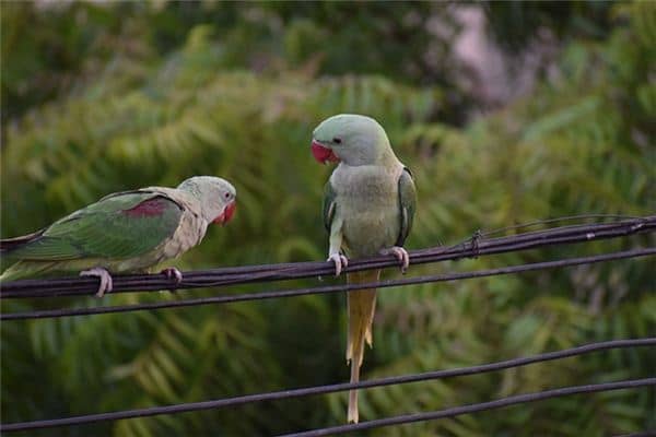 梦见挨骂是什么意思 梦见挨骂是什么意思