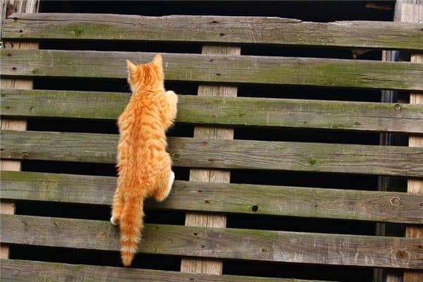 梦见爬墙是什么意思 梦见爬墙是什么意思