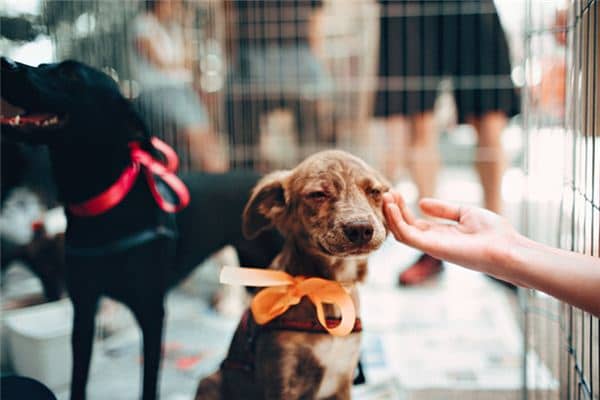 梦见被救是什么意思 梦见被救是什么意思