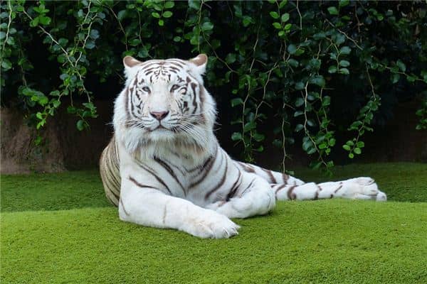 梦见老虎咬人 梦见老虎咬人