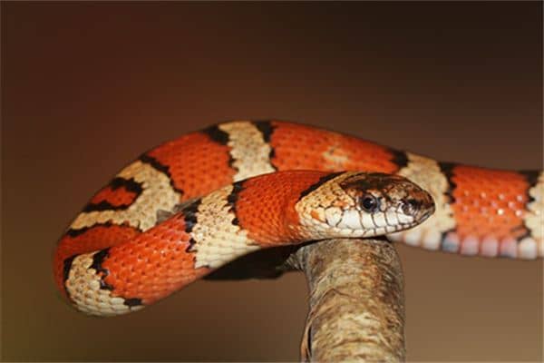 梦见蛇咬老公是什么意思 梦见蛇咬老公是什么意思