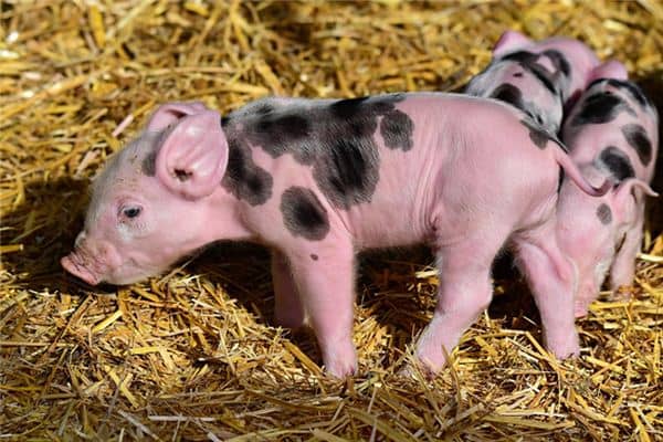 做梦梦到猪 做梦梦到猪