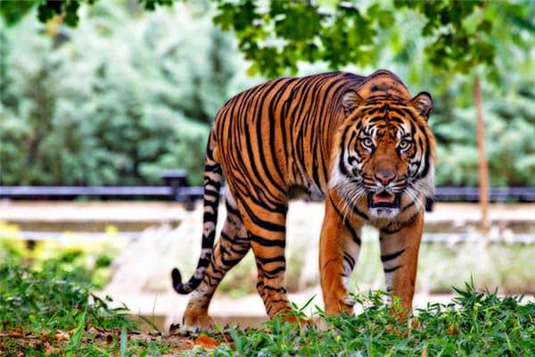 梦见老虎是什么预兆 梦见老虎是什么预兆