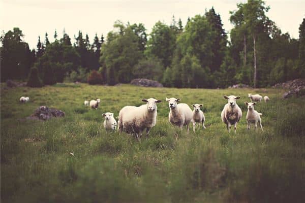 梦见羊是什么意思周公解梦 梦见羊是什么意思周公解梦