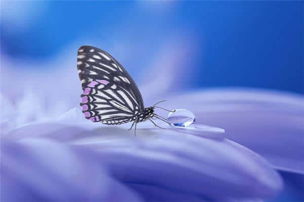 梦见蝴蝶 梦见蝴蝶