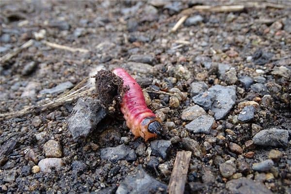 做梦梦见蛆 做梦梦见蛆